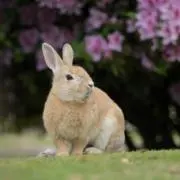 はれの画像