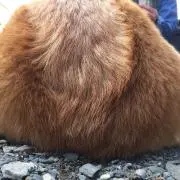 じろー
