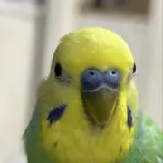take-p-i