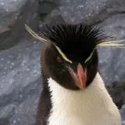 トムトムの画像