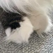 ぴぴ