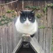 イネコの画像