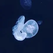 のあの画像