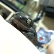 RRの画像