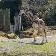 きりんの画像
