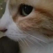 ミルコフ