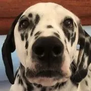 チキン（犬）