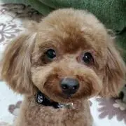 小太郎*´꒳`ฅ基本的には即日発送しますの画像