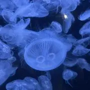 YU☆KAの画像