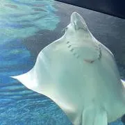 ばぁあの画像