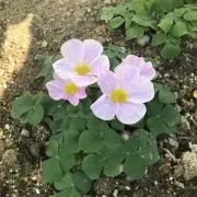 ももこの画像