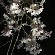 skyの画像