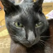 ゆず