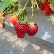 ぴんとと※プロフ確認願いますの画像