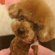 coeur♪の画像
