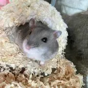ふわままの画像