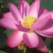 Image of のっこ