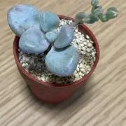 えりつぃんの画像