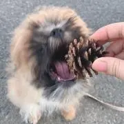 まぴ
