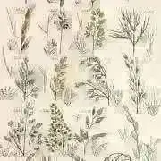 稲穂の画像