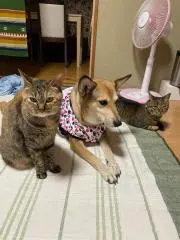 モコニャマル