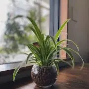 よつばの画像