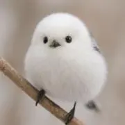 まるまる鳥の画像