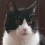 にゃの画像