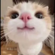 もっくんの画像