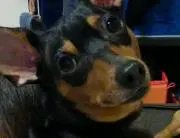もこも