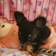 sora