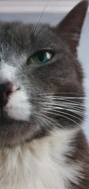 マニックムーンケーキ