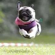 めかの画像