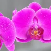 PINKROSEの画像