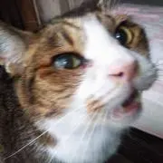 nekoの画像