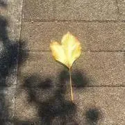 みみの画像
