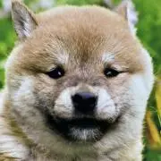シュウの画像