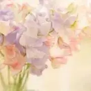 siro♡の画像