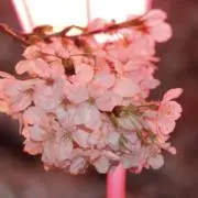 最終値下げ】チャコット ノーソーイングニットブラウン＋ブラトップ黒