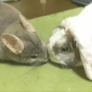 Q＠お値段交渉OKの画像