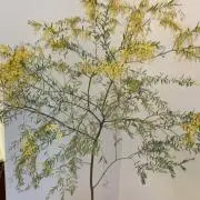 しゅわっちの画像