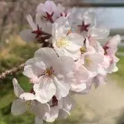 haruの画像