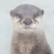 AUの画像