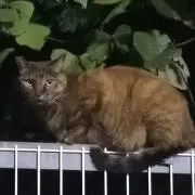 Miw必読プロフの画像
