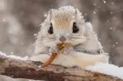 ふじの画像
