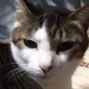 tommyの画像