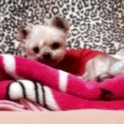 ❤️ハル❤️新年5日より出品致します。