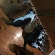 みいこ