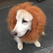 タラオの画像