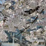 かつおぶし太郎の画像